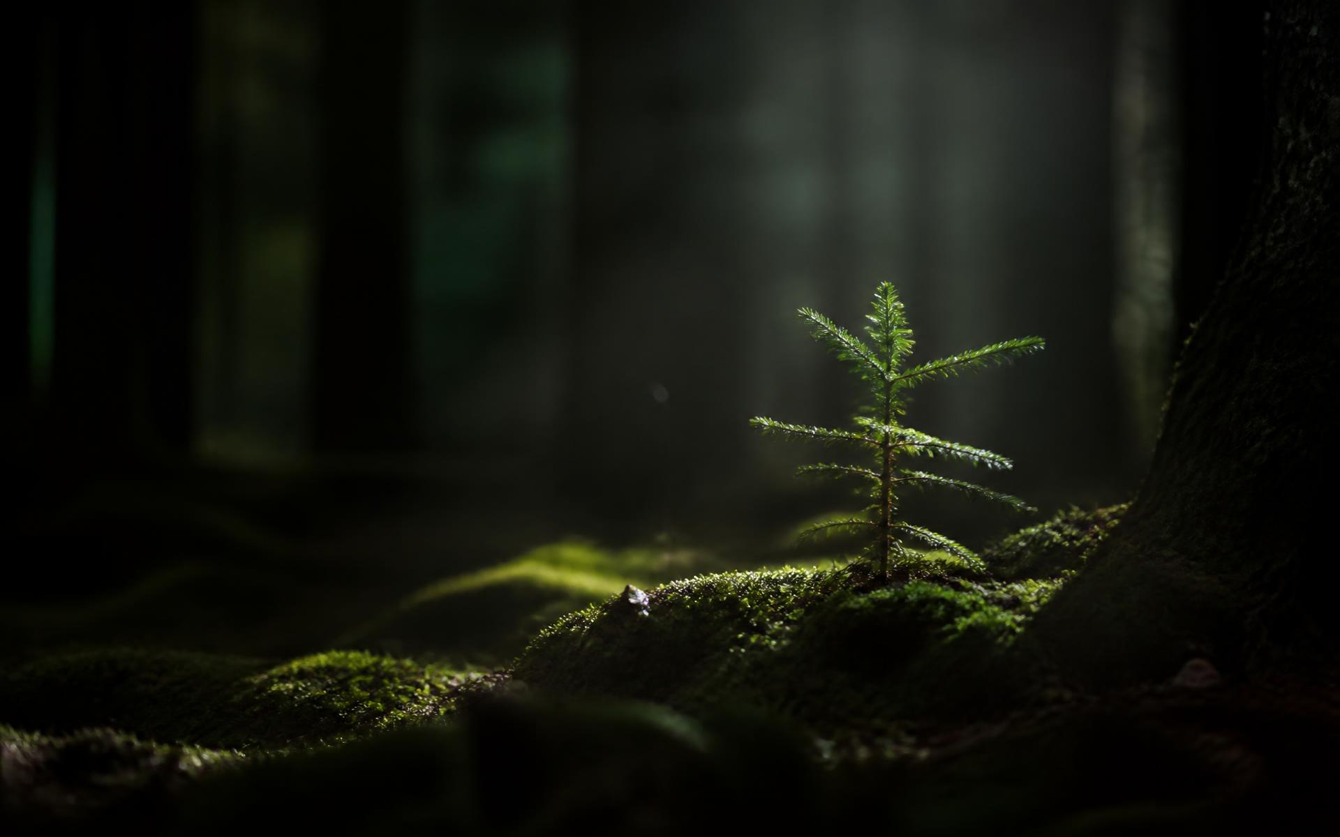 Young sapling in the morning light of a dark forest